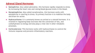 Adrenal Gland Hormones
 Epinephrine: Also called adrenaline, this hormone rapidly responds to stress
by increasing the heart rate and raising blood glucose levels in the blood.
 Norepinephrine: Also called noradrenaline, this hormone works with
epinephrine in reacting to stress. Its primary function is to mobilize the body
and brain for action.
 Hydrocortisone: It is commonly known as cortisol or a steroid hormone. It is
involved in regulating body functions like the conversion of fats, and
carbohydrates to energy and also plays a vital role in other metabolic
processes.
 Corticosterone: This hormone works with hydrocortisone to control the
immune response and prevents inflammatory reactions.
 