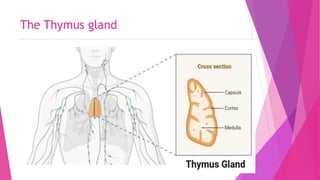 The Thymus gland
 