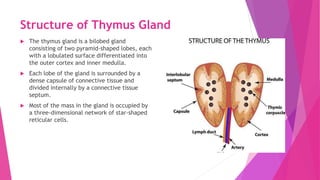 Structure of Thymus Gland
 The thymus gland is a bilobed gland
consisting of two pyramid-shaped lobes, each
with a lobulated surface differentiated into
the outer cortex and inner medulla.
 Each lobe of the gland is surrounded by a
dense capsule of connective tissue and
divided internally by a connective tissue
septum.
 Most of the mass in the gland is occupied by
a three-dimensional network of star-shaped
reticular cells.
 