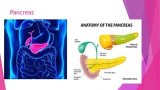 Pancreas
 