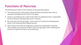 Functions of Pancreas
The following are some of the functions of the pancreatic gland;
 The endocrine part of the gland release different hormones that work to
maintain the blood nutrient level in the body.
 Insulin is secreted by the α cells of the islets of Langerhans that is responsible
for decreasing the blood glucose level in humans.
 Pancreas also secretes glucagon, which works to increase the blood glucose
levels if the levels go down beyond normal.
 The δ cells of the Islets of Langerhans release the somatostatin hormone,
which inhibits the secretion of both insulin and glucagon while inhibiting the
secretion of growth hormone by the pituitary.
 