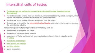 Interstitial cells of testes
 The testes secrete various hormones that are involved in male reproduction and
development
 The testes secretes several male sex hormones, which are collectively called androgens, which
include testosterone, dihydro testosterone and androstenedione.
 Testosterone is much more abundent and potent than the others.
 Testosterone is formed by the interstititial cells of Leydig, which lie in the interstices between
the seminiferous tubules.
Testosterone plays multiple important roles in the body, such as:
 development of the penis and testes
 deepening of the voice during puberty
 appearance of facial and pubic hair starting at puberty; later in life, it may play a role
in balding
 muscle size and strength
 bone growth and strength
 sex drive (libido)
 sperm production.
 