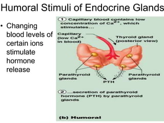 Hormonal Stimulus Example anatomy and physiology module endocrinesystem | PPTX