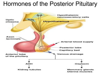 Tp Flag anatomy and physiology module endocrinesystem | PPTX