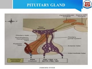 PITUITARY GLAND
ENDOCRINE SYSTEM
 