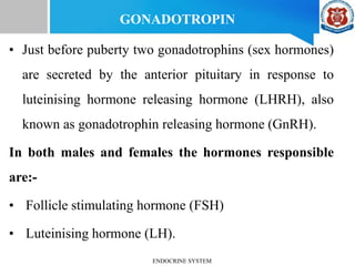 GONADOTROPIN
• Just before puberty two gonadotrophins (sex hormones)
are secreted by the anterior pituitary in response to
luteinising hormone releasing hormone (LHRH), also
known as gonadotrophin releasing hormone (GnRH).
In both males and females the hormones responsible
are:-
• Follicle stimulating hormone (FSH)
• Luteinising hormone (LH).
ENDOCRINE SYSTEM
 
