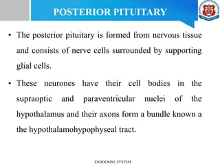 POSTERIOR PITUITARY
• The posterior pituitary is formed from nervous tissue
and consists of nerve cells surrounded by supporting
glial cells.
• These neurones have their cell bodies in the
supraoptic and paraventricular nuclei of the
hypothalamus and their axons form a bundle known a
the hypothalamohypophyseal tract.
ENDOCRINE SYSTEM
 