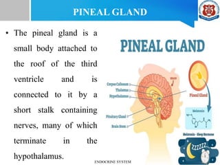 PINEAL GLAND
• The pineal gland is a
small body attached to
the roof of the third
ventricle and is
connected to it by a
short stalk containing
nerves, many of which
terminate in the
hypothalamus. ENDOCRINE SYSTEM
 