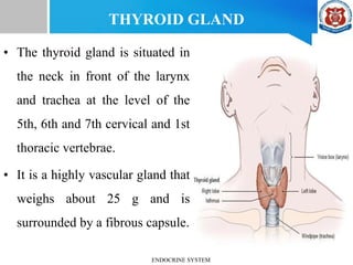 THYROID GLAND
• The thyroid gland is situated in
the neck in front of the larynx
and trachea at the level of the
5th, 6th and 7th cervical and 1st
thoracic vertebrae.
• It is a highly vascular gland that
weighs about 25 g and is
surrounded by a fibrous capsule.
ENDOCRINE SYSTEM
 