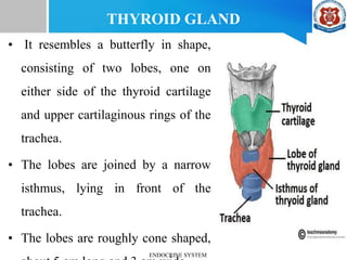 • It resembles a butterfly in shape,
consisting of two lobes, one on
either side of the thyroid cartilage
and upper cartilaginous rings of the
trachea.
• The lobes are joined by a narrow
isthmus, lying in front of the
trachea.
• The lobes are roughly cone shaped,
THYROID GLAND
ENDOCRINE SYSTEM
 
