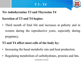 T 3 - T4
Tri- iodothyronine T3 and Thyroxine T4
Secretion of T3 and T4 begins:
• Third month of fetal life and increases at puberty and in
women during the reproductive years, especially during
pregnancy.
T3 and T4 affect most cells of the body by:
• Increasing the basal metabolic rate and heat production.
• Regulating metabolism of carbohydrates, proteins and fats.
ENDOCRINE SYSTEM
 