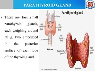PARATHYROID GLAND
• There are four small
parathyroid glands,
each weighing around
50 g, two embedded
in the posterior
surface of each lobe
of the thyroid gland.
ENDOCRINE SYSTEM
 