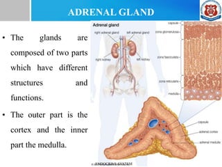 • The glands are
composed of two parts
which have different
structures and
functions.
• The outer part is the
cortex and the inner
part the medulla.
ADRENAL GLAND
ENDOCRINE SYSTEM
 