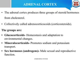ADRENAL CORTEX
• The adrenal cortex produces three groups of steroid hormones
from cholesterol.
• Collectively called adrenocorticocoids (corticosteroids).
The groups are:
• Glucocorticoids- Homeostasis and adaptation to
environmental changes.
• Mineralocorticoids- Promotes sodium and potassium
transport.
• Sex hormones (androgens)- Male sexual and reproductive
function.
ENDOCRINE SYSTEM
 