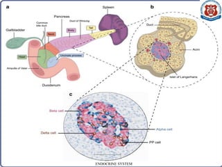 ENDOCRINE SYSTEM
 