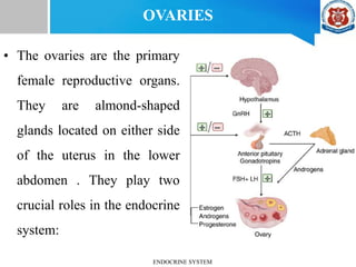 OVARIES
• The ovaries are the primary
female reproductive organs.
They are almond-shaped
glands located on either side
of the uterus in the lower
abdomen . They play two
crucial roles in the endocrine
system:
ENDOCRINE SYSTEM
 