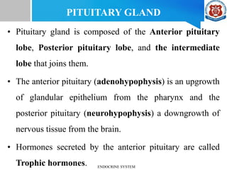 • Pituitary gland is composed of the Anterior pituitary
lobe, Posterior pituitary lobe, and the intermediate
lobe that joins them.
• The anterior pituitary (adenohypophysis) is an upgrowth
of glandular epithelium from the pharynx and the
posterior pituitary (neurohypophysis) a downgrowth of
nervous tissue from the brain.
• Hormones secreted by the anterior pituitary are called
Trophic hormones.
PITUITARY GLAND
ENDOCRINE SYSTEM
 