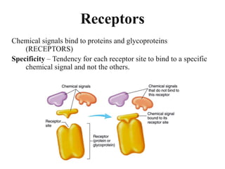 Endocrine system, its classification, chemical signals, receptors ...