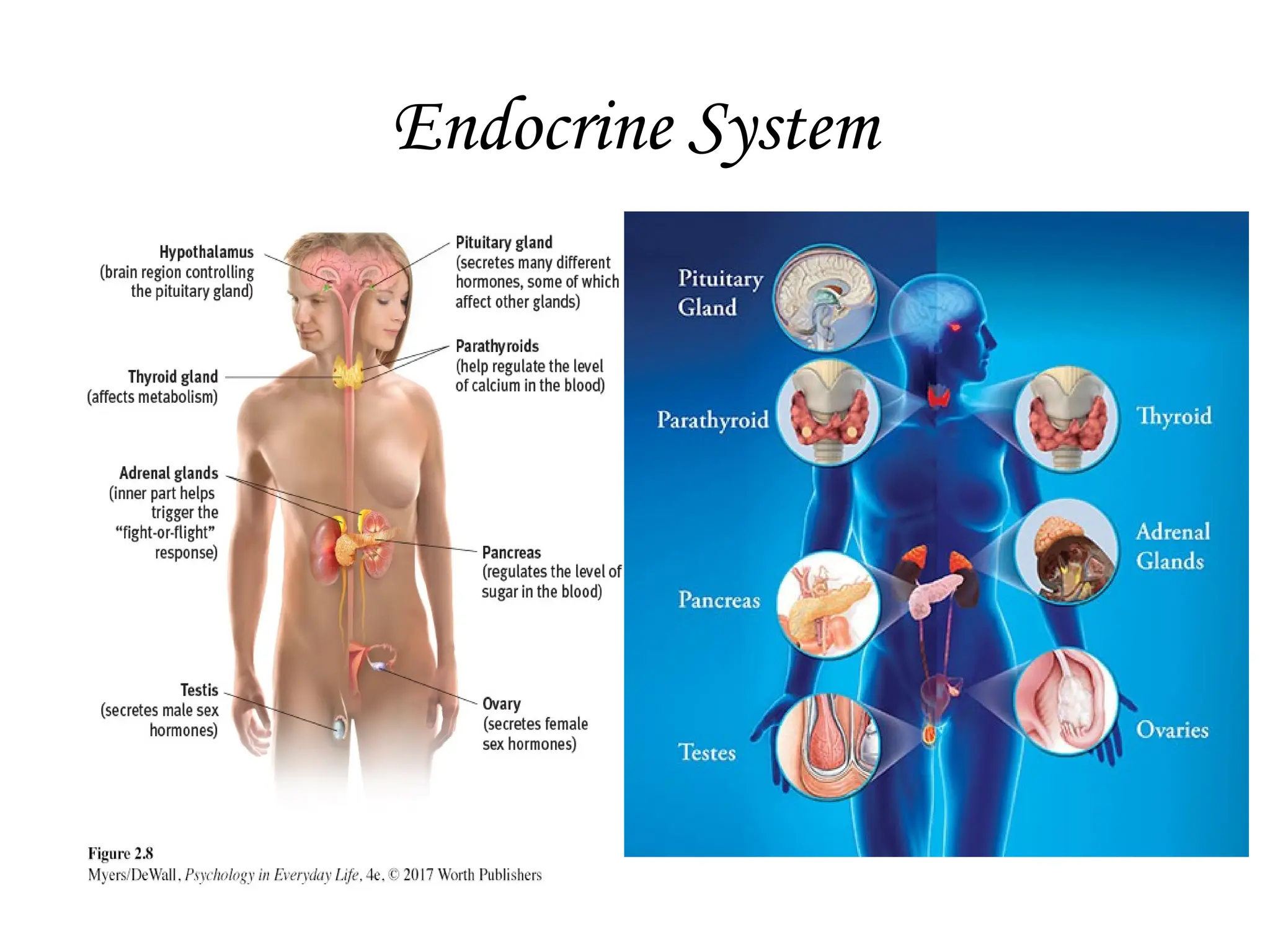 Endocrine System
 