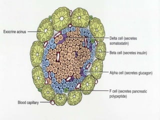 The Endocrine System: Hormones and Their Role in Body Regulation | PPTX