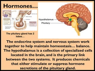Hormones…
The endocrine system and nervous system work
together to help maintain homeostasis… balance.
The hypothalamus is a collection of specialized cells
located in the brain, and is the primary link
between the two systems. It produces chemicals
that either stimulate or suppress hormone
secretions of the pituitary gland.
The pituitary gland has 2
lobes…
 