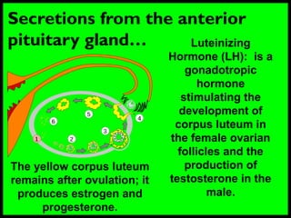 Secretions from the anterior
pituitary gland… Luteinizing
Hormone (LH): is a
gonadotropic
hormone
stimulating the
development of
corpus luteum in
the female ovarian
follicles and the
production of
testosterone in the
male.
The yellow corpus luteum
remains after ovulation; it
produces estrogen and
progesterone.
 