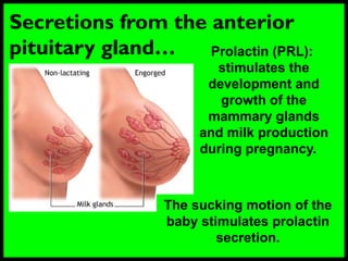 Secretions from the anterior
pituitary gland… Prolactin (PRL):
stimulates the
development and
growth of the
mammary glands
and milk production
during pregnancy.
The sucking motion of the
baby stimulates prolactin
secretion.
 
