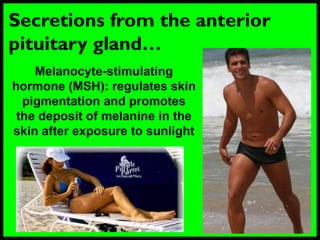 Secretions from the anterior
pituitary gland…
Melanocyte-stimulating
hormone (MSH): regulates skin
pigmentation and promotes
the deposit of melanine in the
skin after exposure to sunlight
 