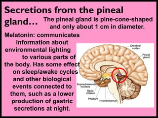 Secretions from the pineal
gland… The pineal gland is pine-cone-shaped
and only about 1 cm in diameter.
Melatonin: communicates
information about
environmental lighting
to various parts of
the body. Has some effect
on sleep/awake cycles
and other biological
events connected to
them, such as a lower
production of gastric
secretions at night.
 