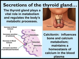 Secretions of the thyroid gland…
Calcitonin: influences
bone and calcium
metabolism;
maintains a
homeostasis of
calcium in the blood
plasma
The thyroid gland plays a
vital role in metabolism
and regulates the body’s
metabolic processes.
 