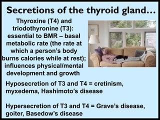 Secretions of the thyroid gland…
Thyroxine (T4) and
triodothyronine (T3):
essential to BMR – basal
metabolic rate (the rate at
which a person’s body
burns calories while at rest);
influences physical/mental
development and growth
Hyposecretion of T3 and T4 = cretinism,
myxedema, Hashimoto’s disease
Hypersecretion of T3 and T4 = Grave’s disease,
goiter, Basedow’s disease
 