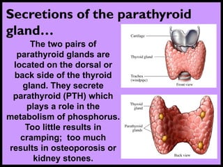 Secretions of the parathyroid
gland…
The two pairs of
parathyroid glands are
located on the dorsal or
back side of the thyroid
gland. They secrete
parathyroid (PTH) which
plays a role in the
metabolism of phosphorus.
Too little results in
cramping; too much
results in osteoporosis or
kidney stones.
 