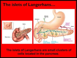 The islets of Langerhans…
The islets of Langerhans are small clusters of
cells located in the pancreas.
 