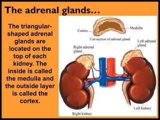 The adrenal glands…
The triangular-
shaped adrenal
glands are
located on the
top of each
kidney. The
inside is called
the medulla and
the outside layer
is called the
cortex.
 