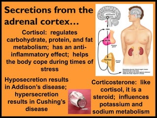Secretions from the
adrenal cortex…
Cortisol: regulates
carbohydrate, protein, and fat
metabolism; has an anti-
inflammatory effect; helps
the body cope during times of
stress
Hyposecretion results
in Addison’s disease;
hypersecretion
results in Cushing’s
disease
Corticosterone: like
cortisol, it is a
steroid; influences
potassium and
sodium metabolism
 