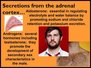 Secretions from the adrenal
cortex… Aldosterone: essential in regulating
electrolyte and water balance by
promoting sodium and chloride
retention and potassium excretion.
Androgens: several
hormones including
testosterone; they
promote the
development of
secondary sex
characteristics in
the male.
 