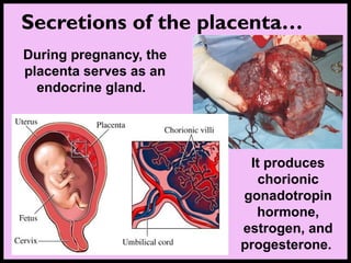 During pregnancy, the
placenta serves as an
endocrine gland.
Secretions of the placenta…
It produces
chorionic
gonadotropin
hormone,
estrogen, and
progesterone.
 