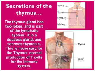 The thymus gland has
two lobes, and is part
of the lymphatic
system. It is a
ductless gland, and
secretes thymosin.
This is necessary for
the Thymus’ normal
production of T cells
for the immune
system.
Secretions of the
thymus…
 