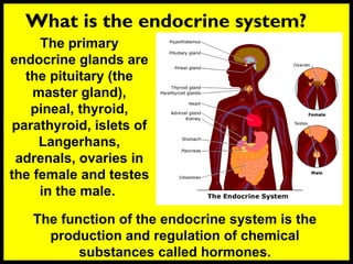 What is the endocrine system?
The primary
endocrine glands are
the pituitary (the
master gland),
pineal, thyroid,
parathyroid, islets of
Langerhans,
adrenals, ovaries in
the female and testes
in the male.
The function of the endocrine system is the
production and regulation of chemical
substances called hormones.
 