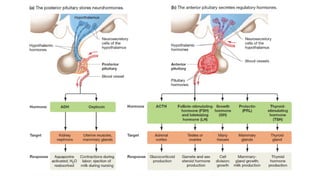 Hormone Signalling Comprehensive Overview of the Endocrine System and Hormonal Signaling ...