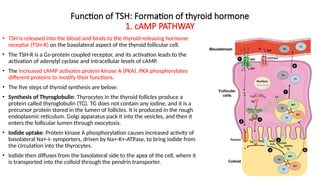 Tsh R Comprehensive Overview of the Endocrine System and Hormonal Signaling ...