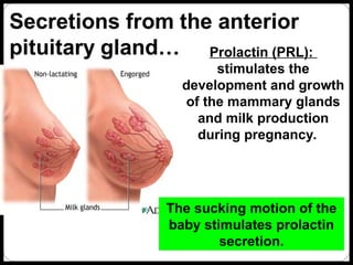 Mammar Inmotion ANATOMY AND PHYSIOLOGY OF ENDOCRINE SYSTEM.ppt