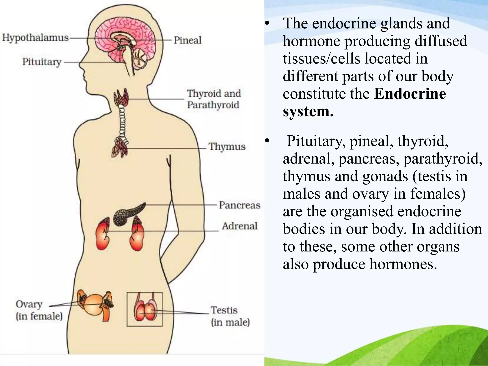 CHEMICAL COORDINATION AND ENDOCRINE SYSTEM BIOLOGY CLASS 11TH | PPTX