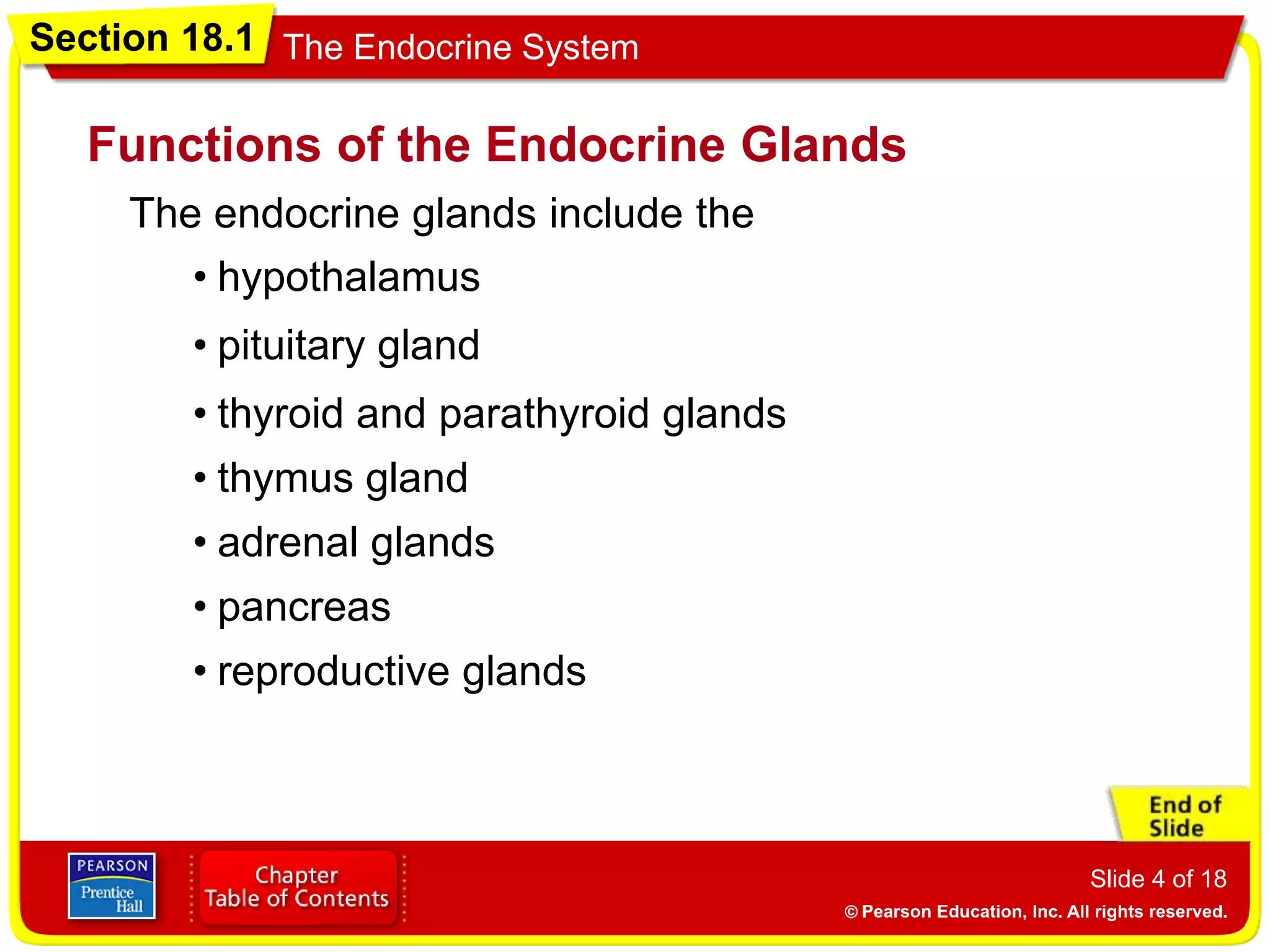 Section 18.1 The Endocrine System
Slide 4 of 18
The endocrine glands include the
Functions of the Endocrine Glands
• hypothalamus
• pituitary gland
• thyroid and parathyroid glands
• thymus gland
• adrenal glands
• pancreas
• reproductive glands
 