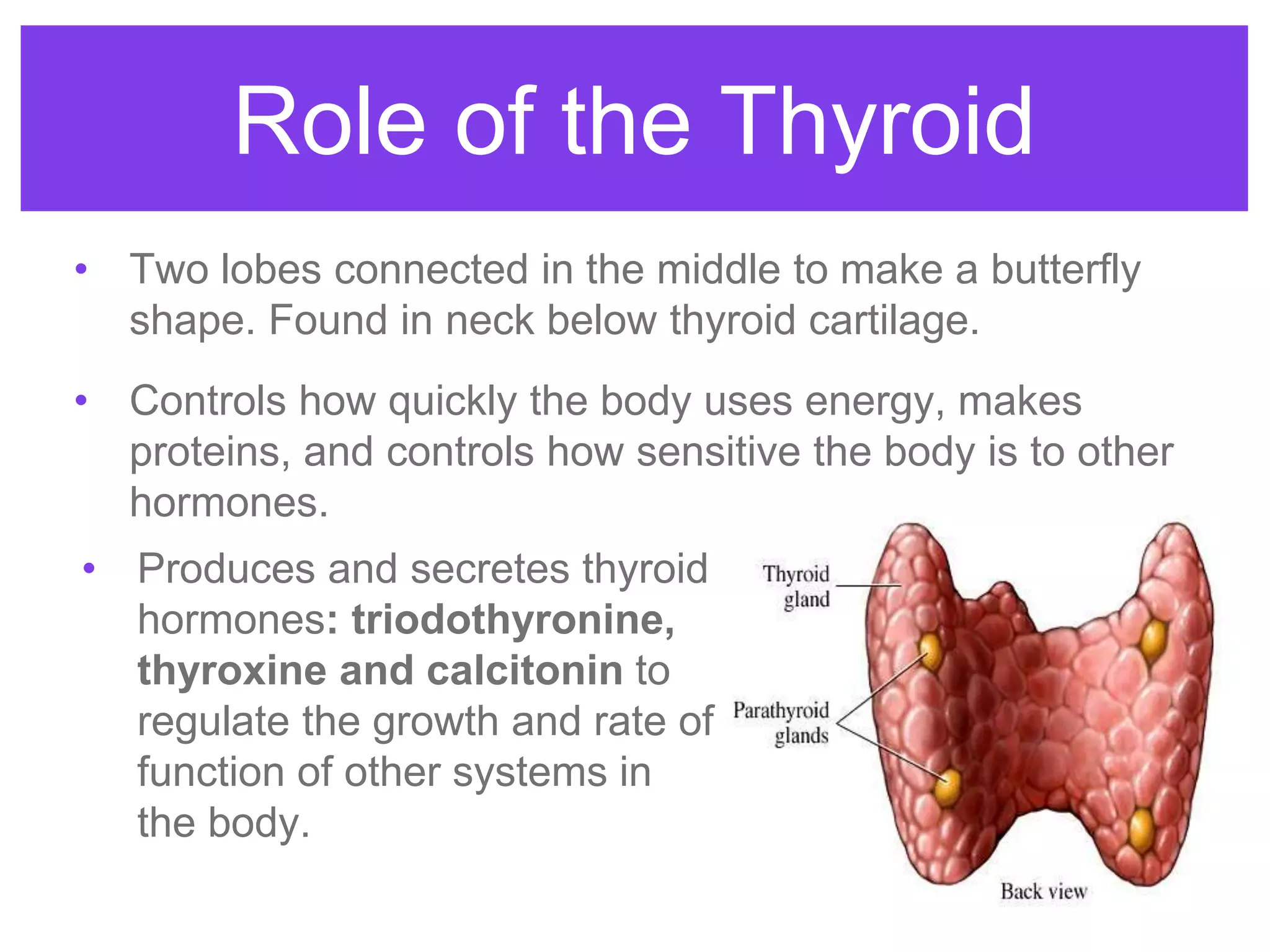 • Two lobes connected in the middle to make a butterfly
shape. Found in neck below thyroid cartilage.
• Controls how quickly the body uses energy, makes
proteins, and controls how sensitive the body is to other
hormones.
Role of the Thyroid
• Produces and secretes thyroid
hormones: triodothyronine,
thyroxine and calcitonin to
regulate the growth and rate of
function of other systems in
the body.
 