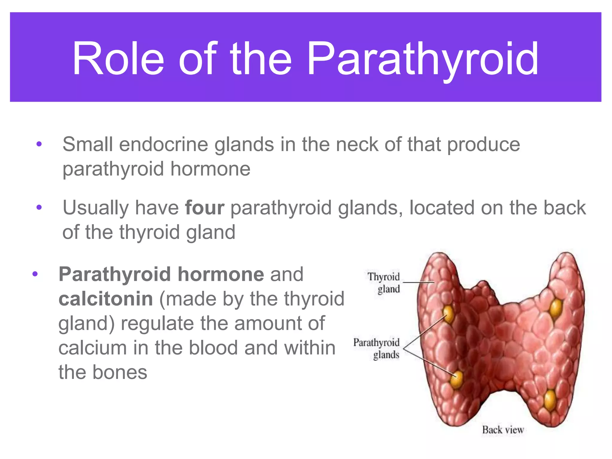 • Small endocrine glands in the neck of that produce
parathyroid hormone
• Usually have four parathyroid glands, located on the back
of the thyroid gland
Role of the Parathyroid
• Parathyroid hormone and
calcitonin (made by the thyroid
gland) regulate the amount of
calcium in the blood and within
the bones
 