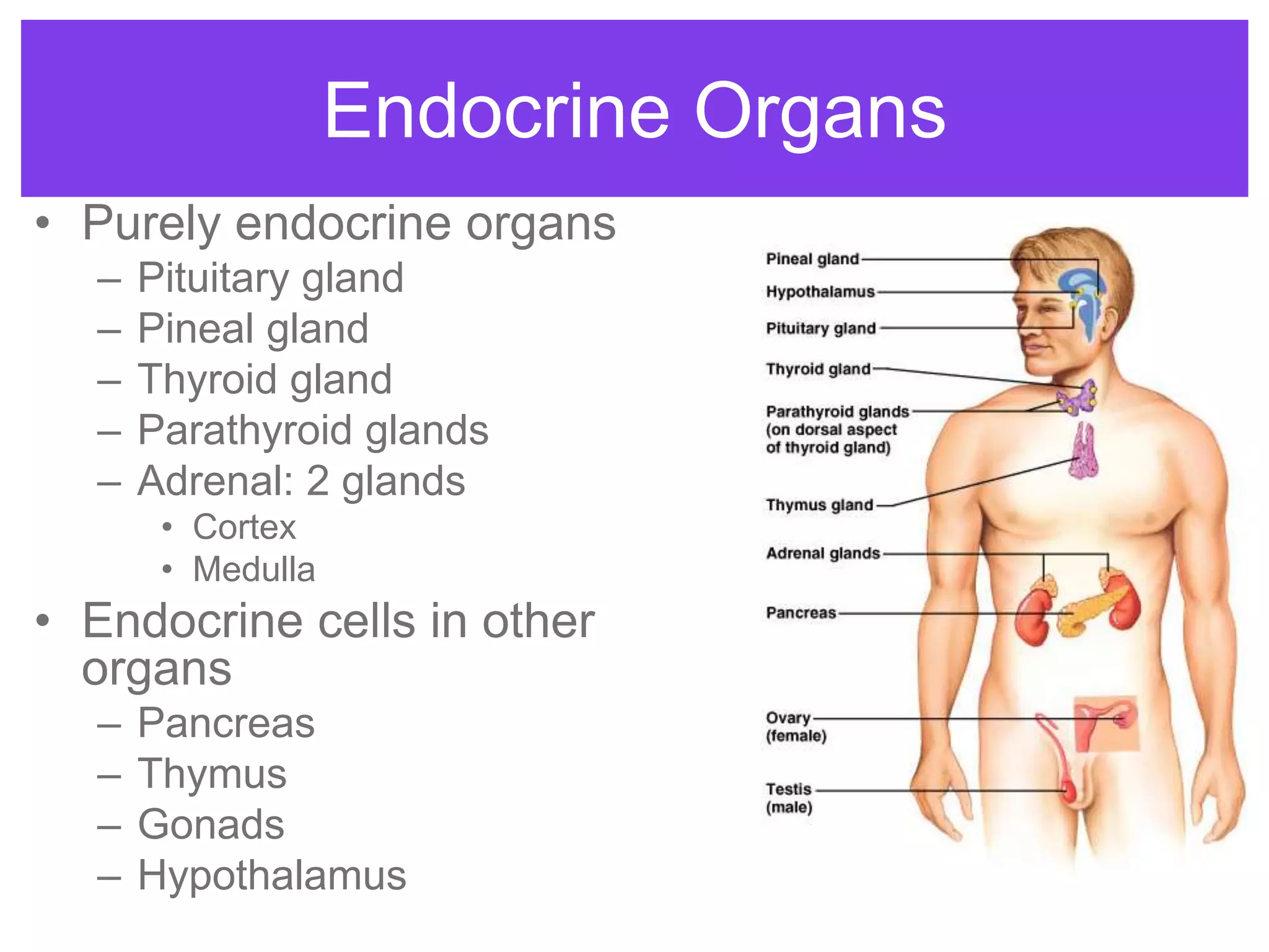 4
• Purely endocrine organs
– Pituitary gland
– Pineal gland
– Thyroid gland
– Parathyroid glands
– Adrenal: 2 glands
• Cortex
• Medulla
• Endocrine cells in other
organs
– Pancreas
– Thymus
– Gonads
– Hypothalamus
Endocrine Organs
 