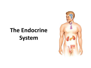 The Endocrine
System
 
