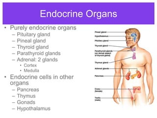 Endocrine system overview - HS Anatomy and Physiology