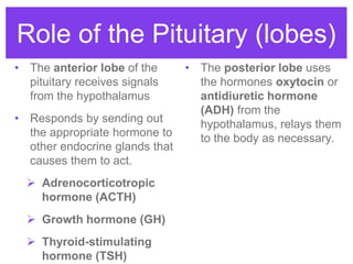 Endocrine system overview - HS Anatomy and Physiology